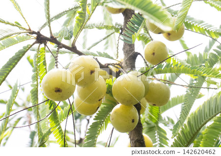 Indian gooseberry on tree in farm 142620462