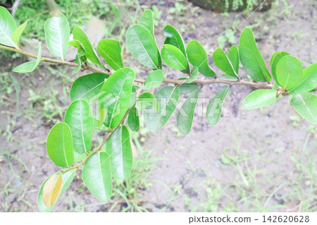 Annona spinescens,Red Cherimoya,Orange Annona, is a rare spiny shrub on pot Annona spinescens,Red Cherimoya,Orange Annona, is a rare spiny shrub on pot 142620628
