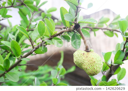 Annona spinescens,Red Cherimoya,Orange Annona, is a rare spiny shrub on pot Annona spinescens,Red Cherimoya,Orange Annona, is a rare spiny shrub on pot 142620629