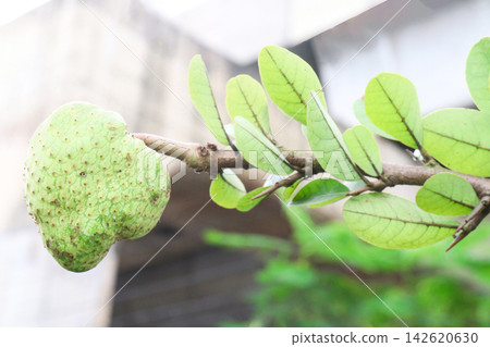 Annona spinescens,Red Cherimoya,Orange Annona, is a rare spiny shrub on pot Annona spinescens,Red Cherimoya,Orange Annona, is a rare spiny shrub on pot 142620630