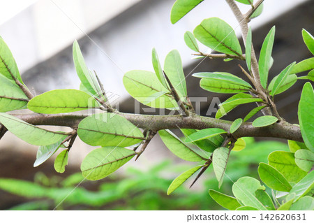 Annona spinescens,Red Cherimoya,Orange Annona, is a rare spiny shrub on pot Annona spinescens,Red Cherimoya,Orange Annona, is a rare spiny shrub on pot 142620631