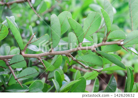 Annona spinescens,Red Cherimoya,Orange Annona, is a rare spiny shrub on pot Annona spinescens,Red Cherimoya,Orange Annona, is a rare spiny shrub on pot 142620632