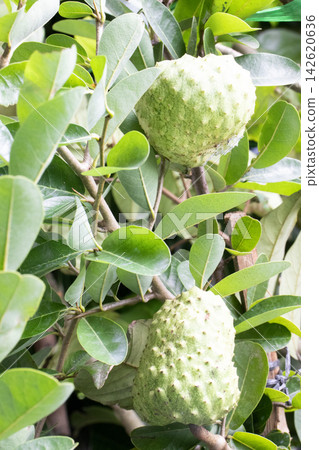Annona spinescens,Red Cherimoya,Orange Annona, is a rare spiny shrub on pot Annona spinescens,Red Cherimoya,Orange Annona, is a rare spiny shrub on pot 142620636