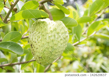 Annona spinescens,Red Cherimoya,Orange Annona, is a rare spiny shrub on pot Annona spinescens,Red Cherimoya,Orange Annona, is a rare spiny shrub on pot 142620637