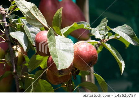 red apple on tree with pot in farm red apple on tree with pot in farm 142620787