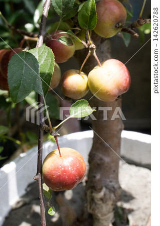 red apple on tree with pot in farm 142620788
