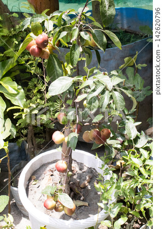 red apple on tree with pot in farm red apple on tree with pot in farm 142620796