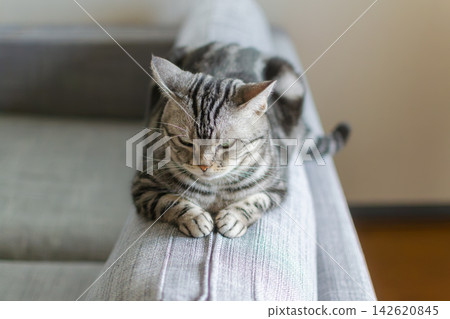 A cat relaxing on the back of the living room sofa. A cat relaxing on the back of the living room sofa. 142620845