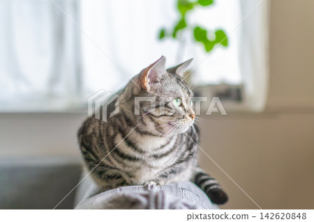 A cat relaxing on the back of the living room sofa. A cat relaxing on the back of the living room sofa. 142620848