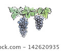 A picture postcard-style illustration of delicious-looking grapes growing on a tree. 142620935