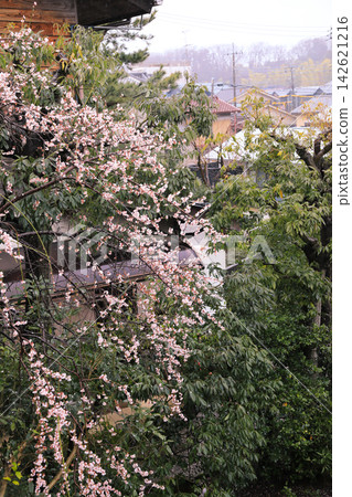早春時節,住宅區內梅花盛開,呈現傳統的日式景觀。 早春時節,住宅區內梅花盛開,呈現傳統的日式景觀。 142621216