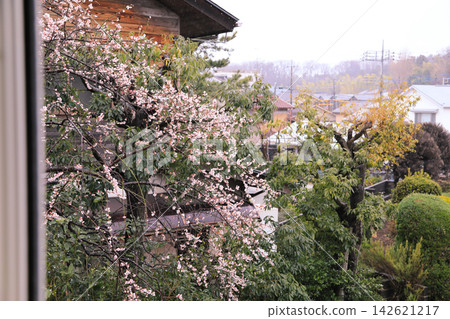 從房間窗戶望出去，可以看到盛開的梅花和寧靜的住宅區。 142621217