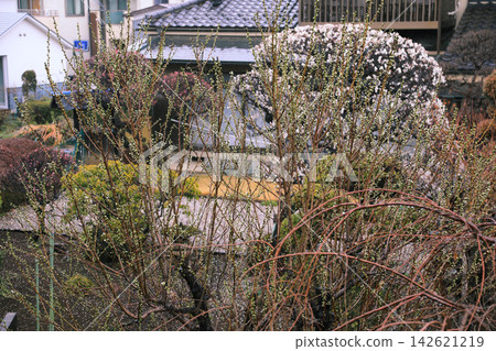 早春時節,日本花園裡盛開的梅花和含苞待放的花蕾。 早春時節,日本花園裡盛開的梅花和含苞待放的花蕾。 142621219