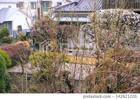 早春時節,日本花園裡盛開的梅花和含苞待放的花蕾。 早春時節,日本花園裡盛開的梅花和含苞待放的花蕾。 142621220