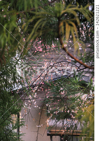 淡粉紅色的梅花在綠意盎然的針葉樹叢中綻放,營造出早春的景象。 淡粉紅色的梅花在綠意盎然的針葉樹叢中綻放,營造出早春的景象。 142621221