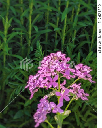Pink Wildflowers Blooming Against Dark Green Foliage. Close Up Floral Nature Background with Bright Purple Pink Blossoms, Fresh Leaves and Soft Garden Bokeh. Pink Wildflowers Blooming Against Dark Green Foliage. Close Up Floral Nature Background with Bright Purple Pink Blossoms, Fresh Leaves and Soft Garden Bokeh. 142621230