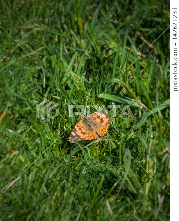Orange Butterfly Resting on Green Grass in Sunlight. Close Up Nature Photo of Colorful Butterfly with Open Wings in Fresh Meadow Vegetation. Orange Butterfly Resting on Green Grass in Sunlight. Close Up Nature Photo of Colorful Butterfly with Open Wings in Fresh Meadow Vegetation. 142621231