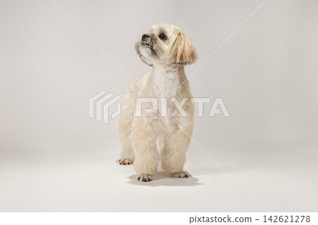 A Maltipoo and Shih Tzu mix dog in a studio with a white background. A Maltipoo and Shih Tzu mix dog in a studio with a white background. 142621278