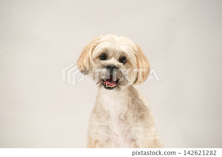 A Maltipoo and Shih Tzu mix dog in a studio with a white background. A Maltipoo and Shih Tzu mix dog in a studio with a white background. 142621282