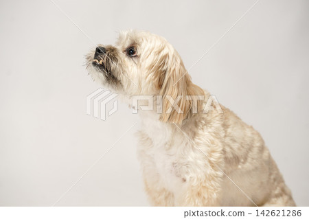 A Maltipoo and Shih Tzu mix dog in a studio with a white background. A Maltipoo and Shih Tzu mix dog in a studio with a white background. 142621286