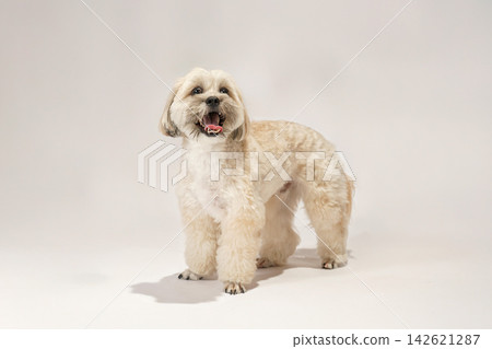 一隻馬爾濟斯犬和西施犬的混血犬,在白色背景的攝影棚裡。 一隻馬爾濟斯犬和西施犬的混血犬,在白色背景的攝影棚裡。 142621287