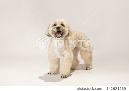A Maltipoo and Shih Tzu mix dog in a studio with a white background. A Maltipoo and Shih Tzu mix dog in a studio with a white background. 142621289