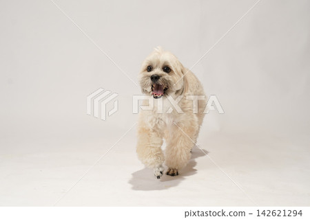 A Maltipoo and Shih Tzu mix dog in a studio with a white background. A Maltipoo and Shih Tzu mix dog in a studio with a white background. 142621294