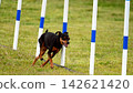 Dogs, Dog sports, Agility, Slalom 142621420