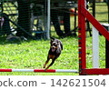 Dog, Dog Sports, Agility, Hurdles 142621504