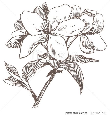 Vector sketch of a blossoming apple tree. Spring pear branch in engraving style. Clipart for packaging juice, jam or tea. Imitation of the ancient technique of etching. Linear hand drawn ink art. Vector sketch of a blossoming apple tree. Spring pear branch in engraving style. Clipart for packaging juice, jam or tea. Imitation of the ancient technique of etching. Linear hand drawn ink art. 142621510