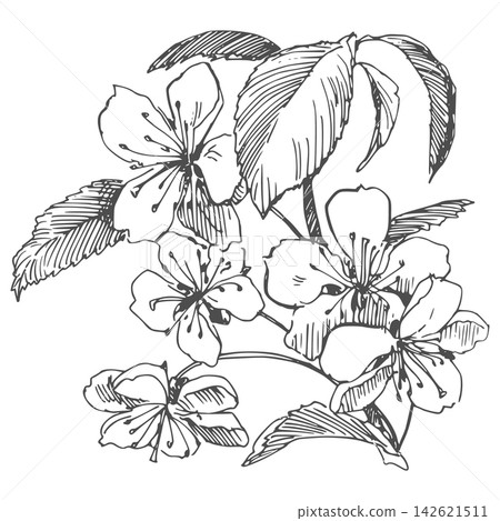 Vector sketch of a sakura. Line drawing of a blossoming cherry branch. Imitation of an old etching technique. Clipart for spring greetings and wedding invitations. Hand drawn clipart. Vector sketch of a sakura. Line drawing of a blossoming cherry branch. Imitation of an old etching technique. Clipart for spring greetings and wedding invitations. Hand drawn clipart. 142621511