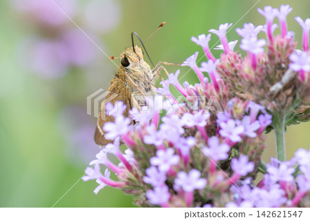 A cute skipper butterfly sipping nectar from a pink flower. A cute skipper butterfly sipping nectar from a pink flower. 142621547