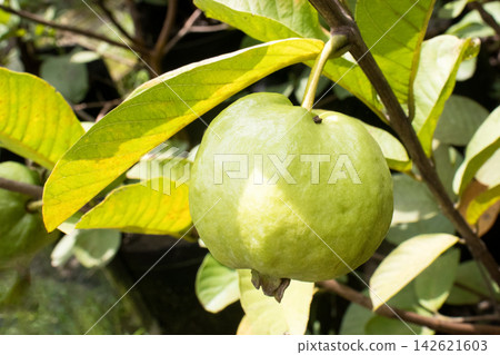Common guava on tree in farm Common guava on tree in farm 142621603