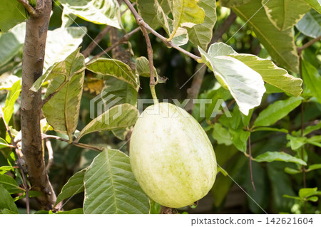 Common guava on tree in farm Common guava on tree in farm 142621604