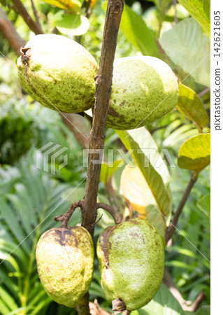 Common guava on tree in farm Common guava on tree in farm 142621605
