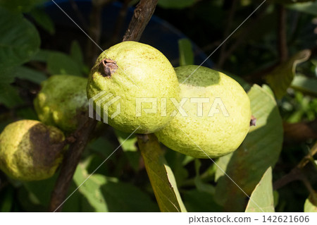 Common guava on tree in farm Common guava on tree in farm 142621606