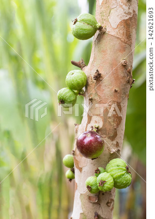 jaboticaba, Brazilian grape, Plinia cauliflora on tree jaboticaba, Brazilian grape, Plinia cauliflora on tree 142621693