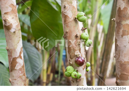 jaboticaba, Brazilian grape, Plinia cauliflora on tree 142621694