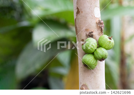 jaboticaba, Brazilian grape, Plinia cauliflora on tree jaboticaba, Brazilian grape, Plinia cauliflora on tree 142621696