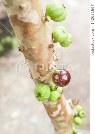 jaboticaba, Brazilian grape, Plinia cauliflora on tree jaboticaba, Brazilian grape, Plinia cauliflora on tree 142621697