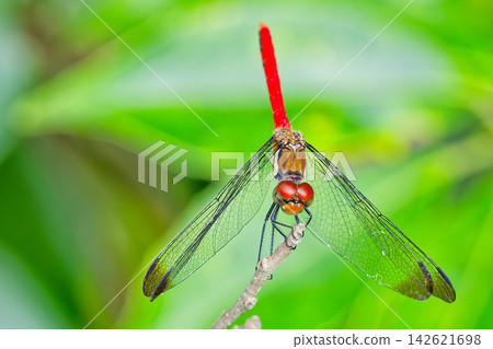從上方拍攝的雄性麗紋蜻蜓（Sympetrum risi）。 142621698