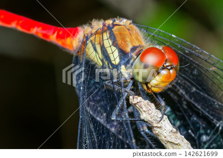 The male Sympetrum risi is notable for its red color. The male Sympetrum risi is notable for its red color. 142621699