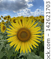 Sunflower blooming towards the sun 142621703