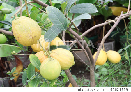 Lemons on tree in farm for harvest are cash crops. have vitamin C, soluble fiber. Lemons may aid weight loss and reduce your risk of heart disease, anemia, kidney stones, digestive issues, and cancer Lemons on tree in farm for harvest are cash crops. have vitamin C, soluble fiber. Lemons may aid weight loss and reduce your risk of heart disease, anemia, kidney stones, digestive issues, and cancer 142621719