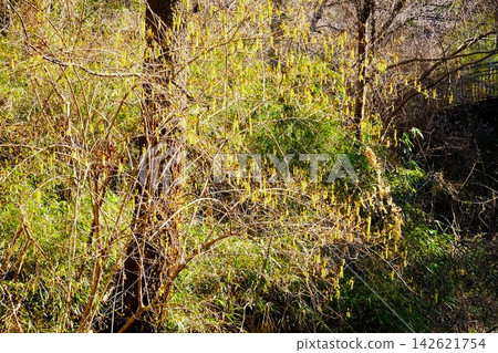 [Kanagawa Prefecture] Kibushi flowers shining in the mixed forest 142621754