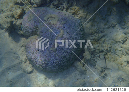 violet coral from the red sea violet coral from the red sea 142621826