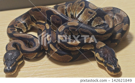 A pair of ball pythons coiled up A pair of ball pythons coiled up 142621849