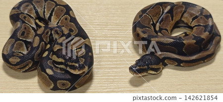 Couple Ball Python 2 Couple Ball Python 2 142621854