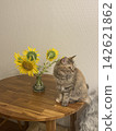 Cat and sunflower 142621862