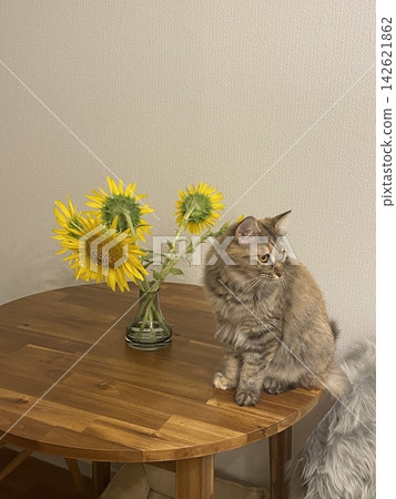 Cat and sunflower Cat and sunflower 142621862